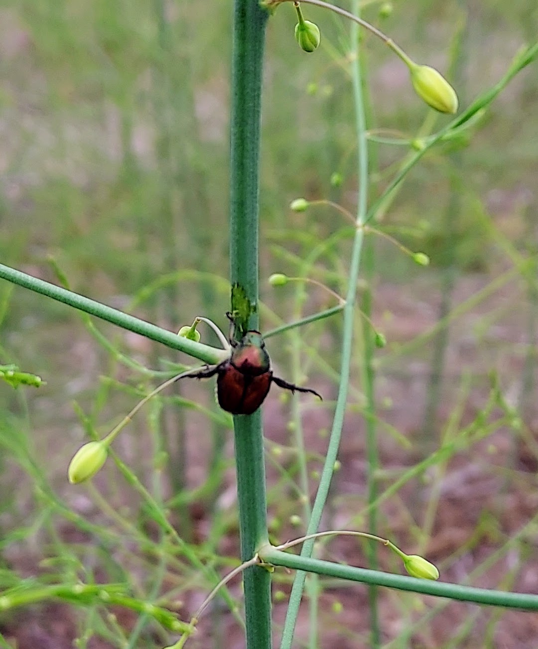 japanese beetles